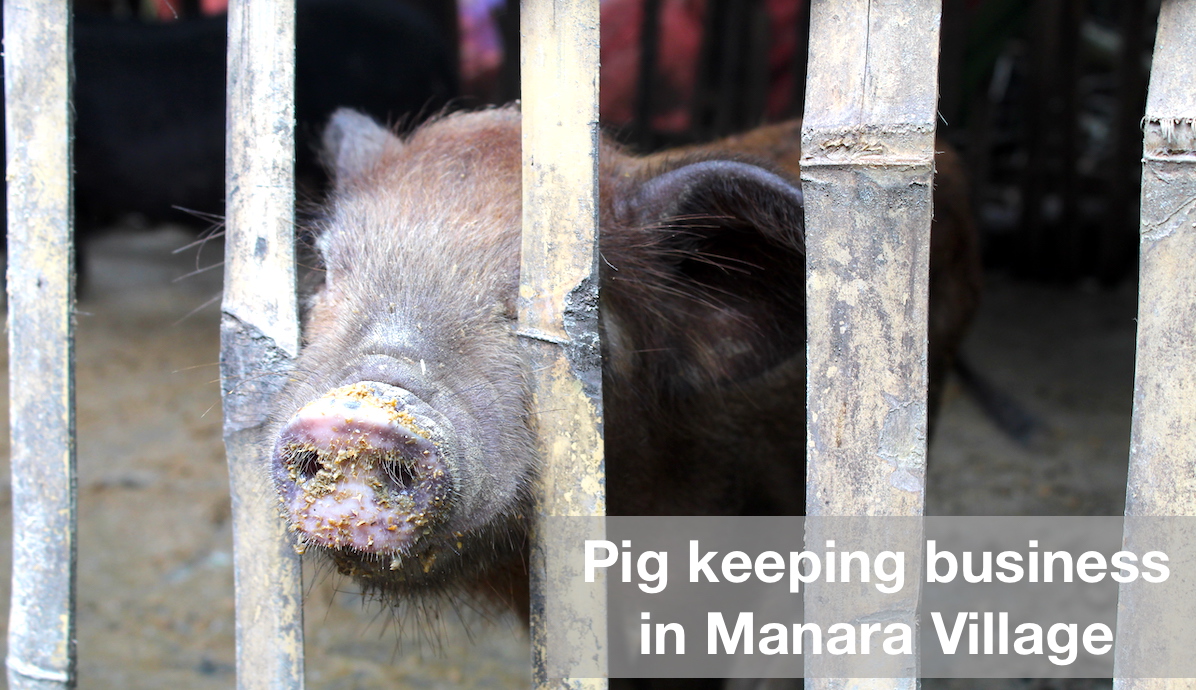 pig sticking head out of cage bars in Manara village